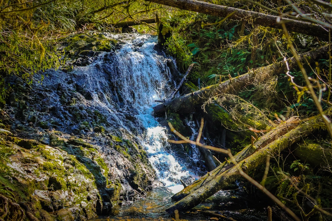 A small waterfall cascades over mossy rocks in a forest